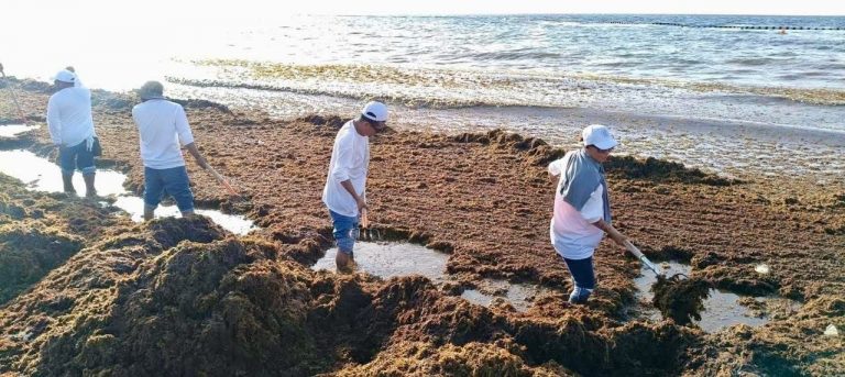 Playa del Carmen refuerza combate al sargazo 2026 con apoyo de la Marina y más de 300 elementos